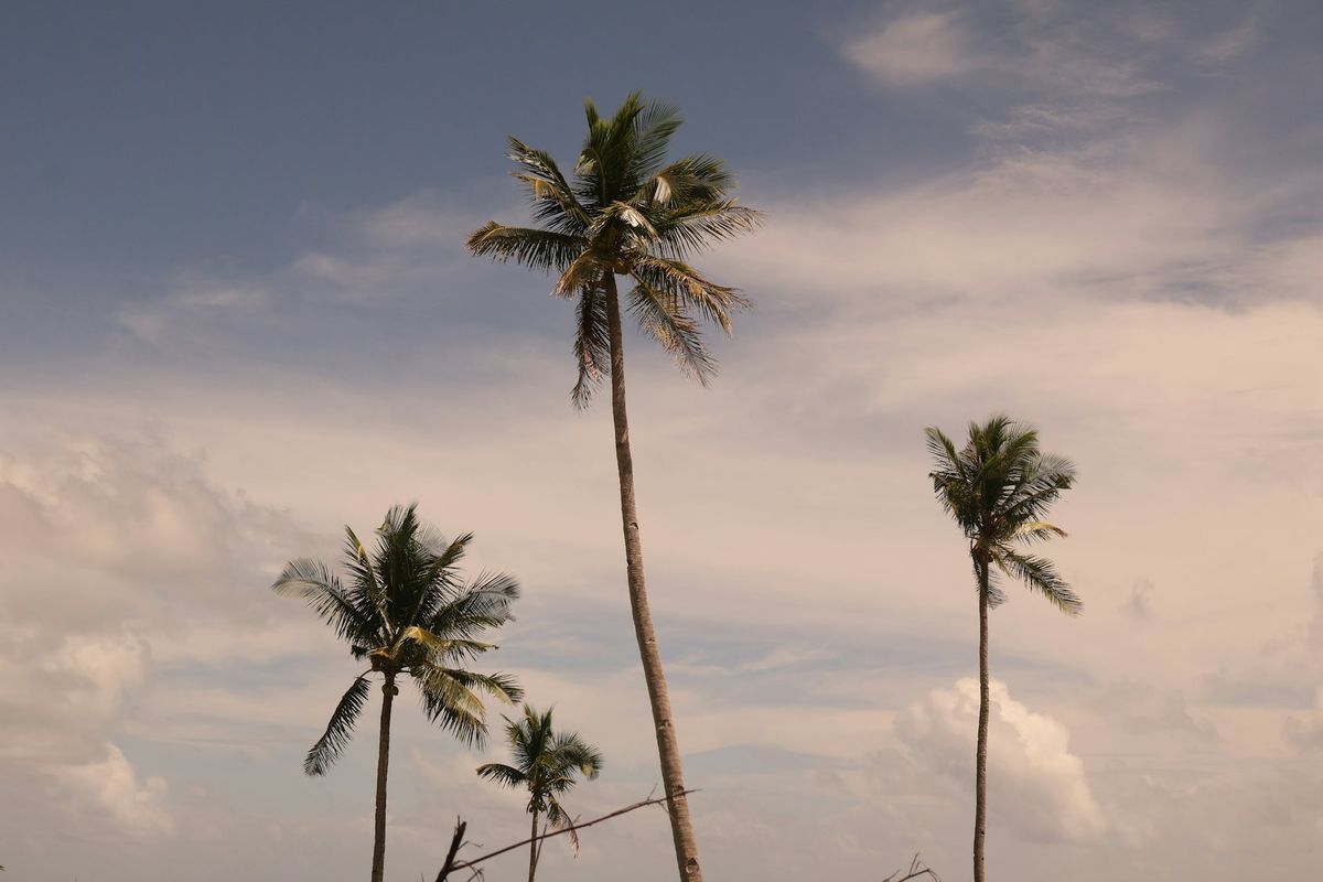 Tropical Palms
